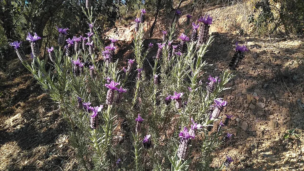 Lavanda Papallon (dientada) — foto real