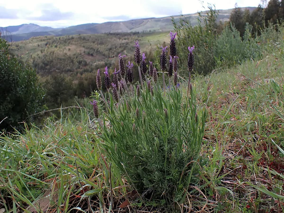 Lavanda Papallon (dientada) — foto real