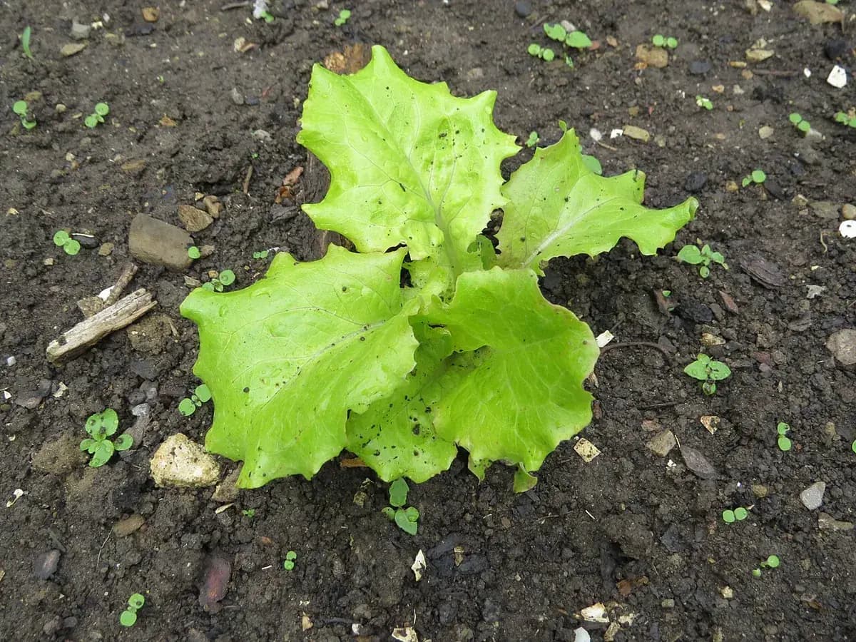 Lechuga Batavia — foto real