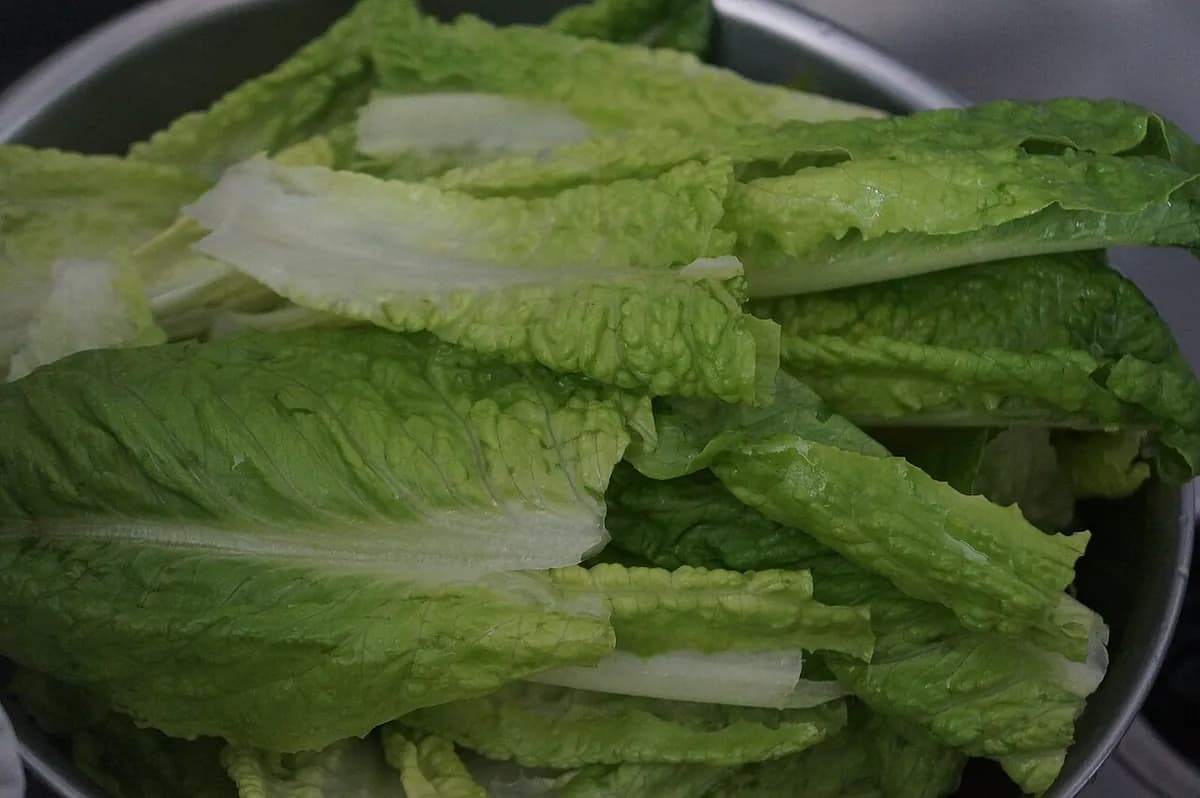 Lechuga Batavia — foto real