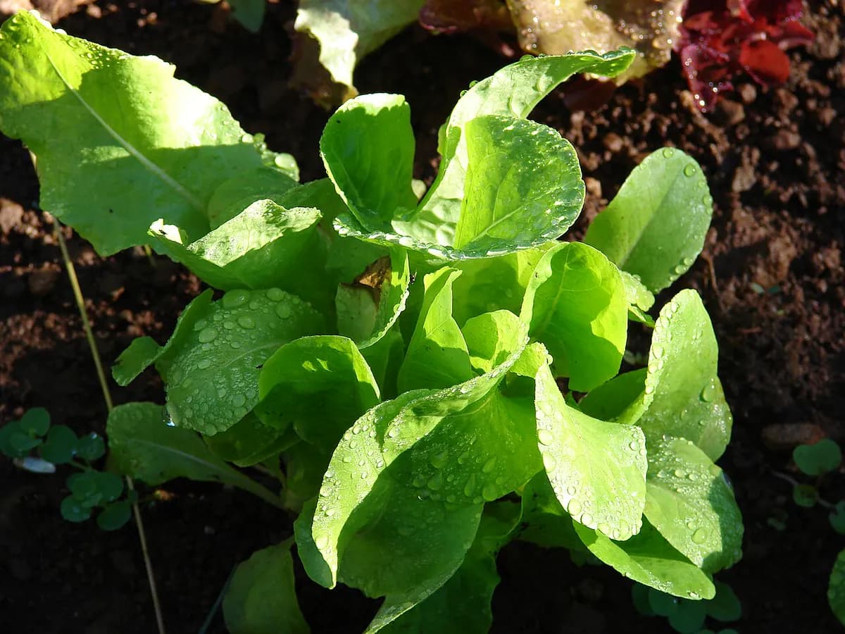 Lechuga Batavia — foto real