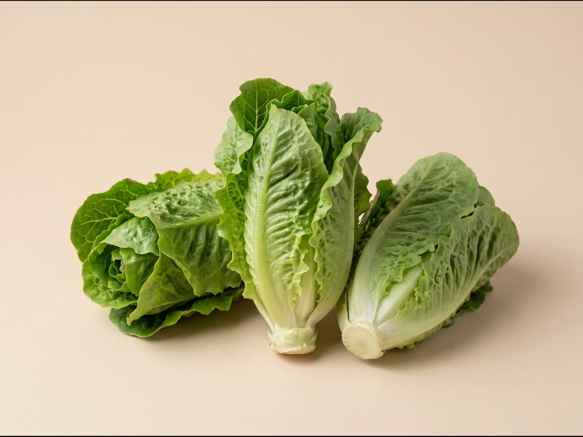 Lechuga cogollo de tudela — fruto / cosecha (IA)