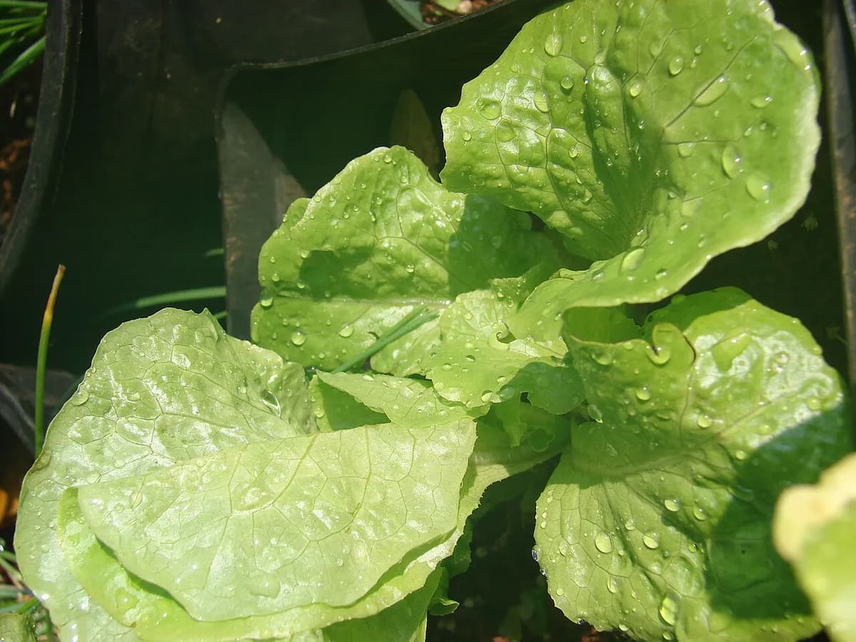 Lechuga hoja de roble — foto real