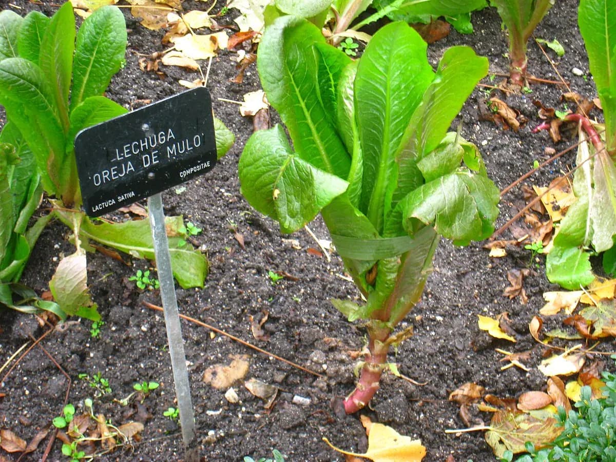 Lechuga hoja de roble — foto real