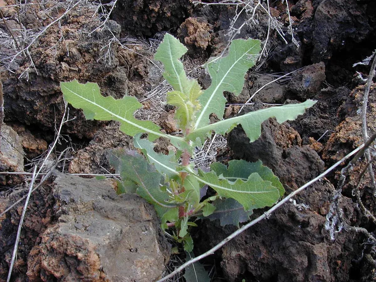 Lechuga hoja de roble — foto real