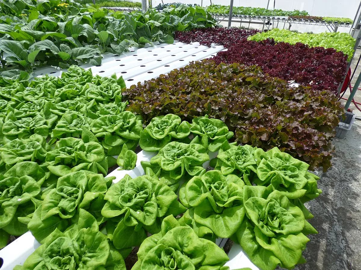 Lechuga Lollo Rosso — foto real