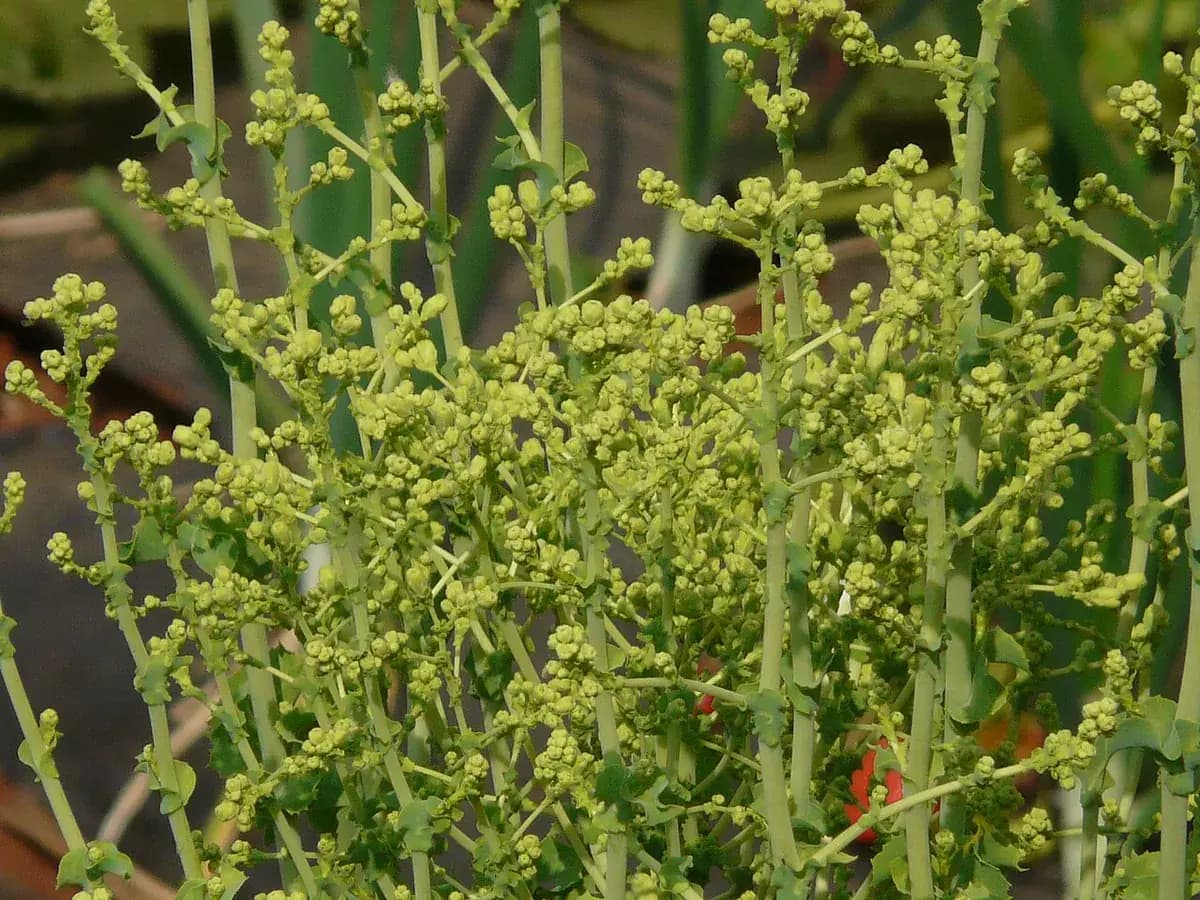 Lechuga Lollo Rosso — foto real