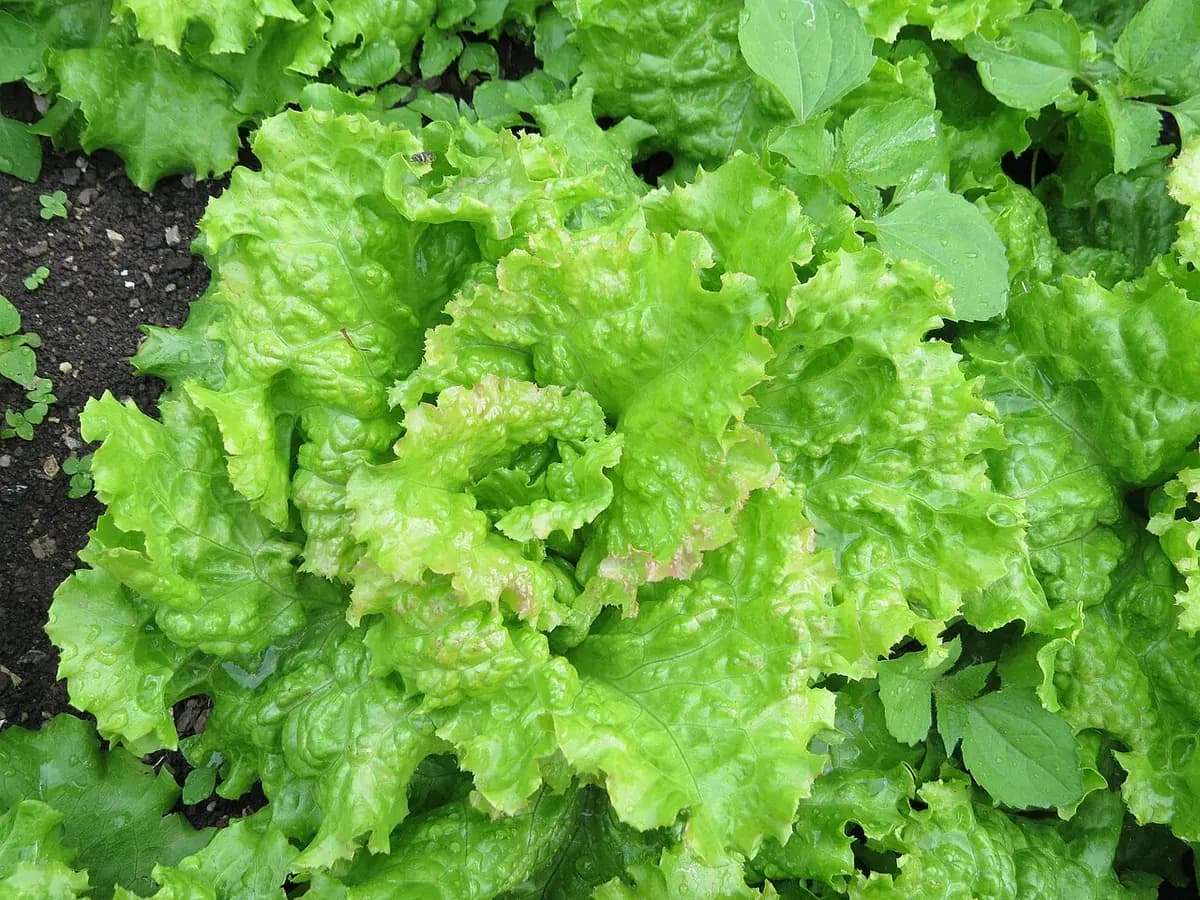 Lechuga Maravilla de las 4 estaciones — foto real