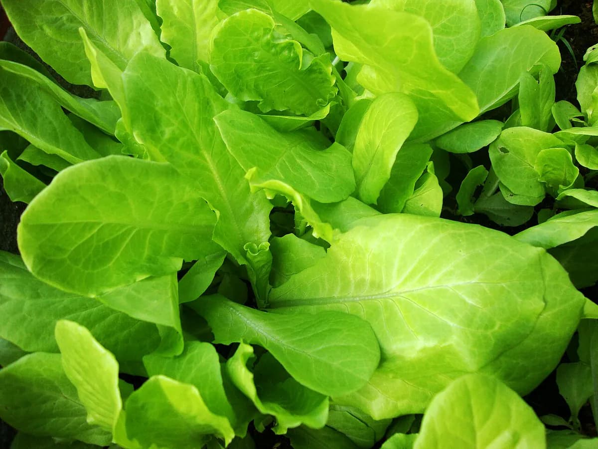 Lechuga Maravilla de las 4 estaciones — foto real