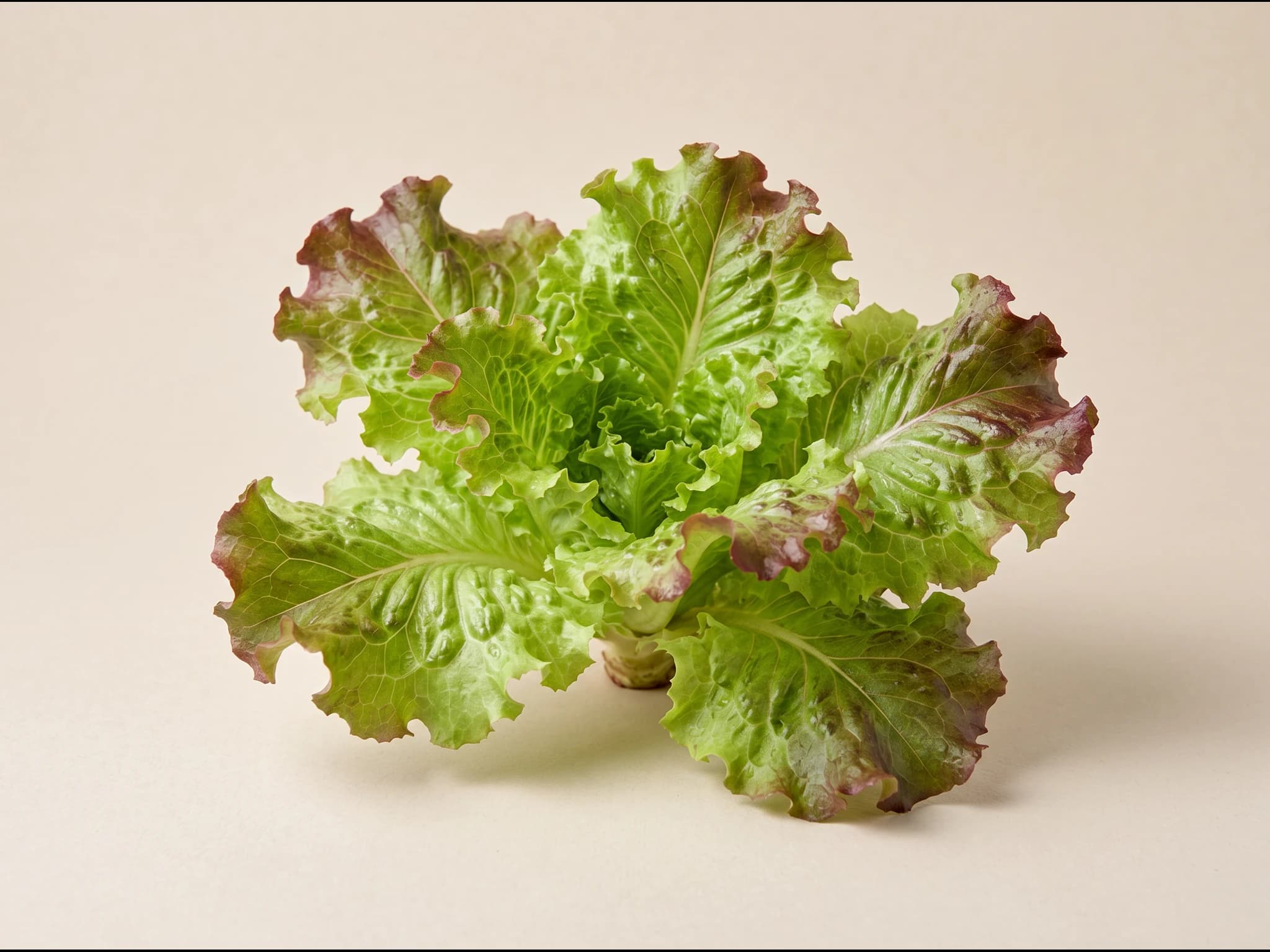 Lechuga maravilla de verano — fruto / cosecha (IA)