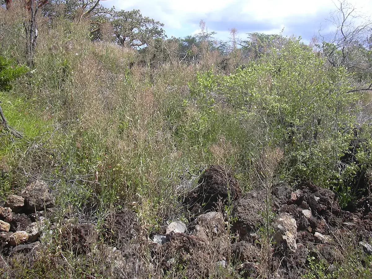 Lechuga Romana — foto real