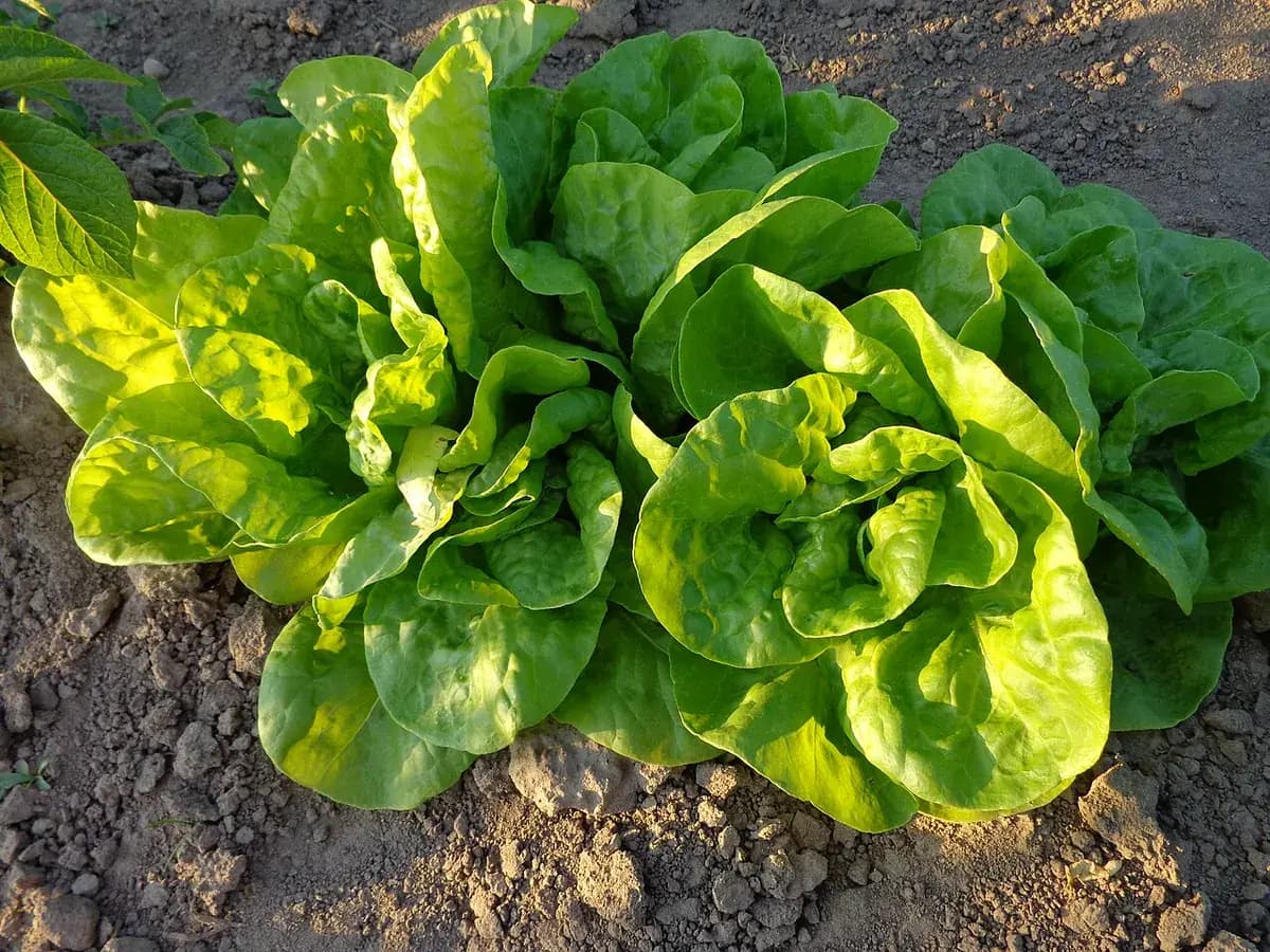 Lechuga Romana — foto real