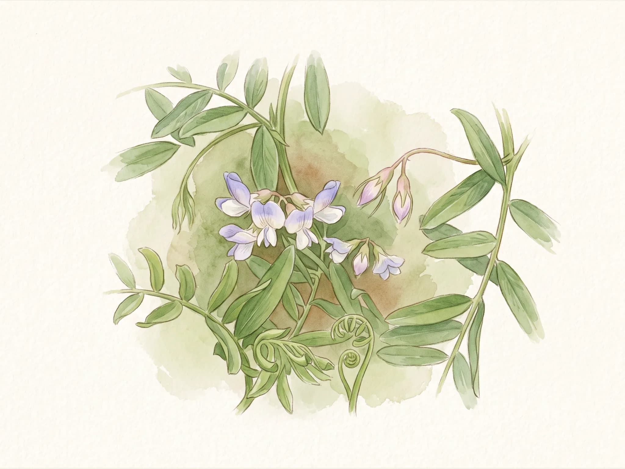Lenteja pardina — flor (IA)