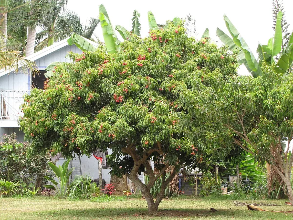 Lichi — foto real
