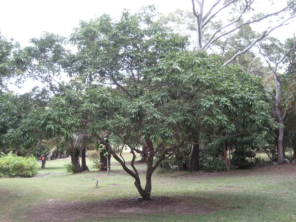 Lichi — foto real