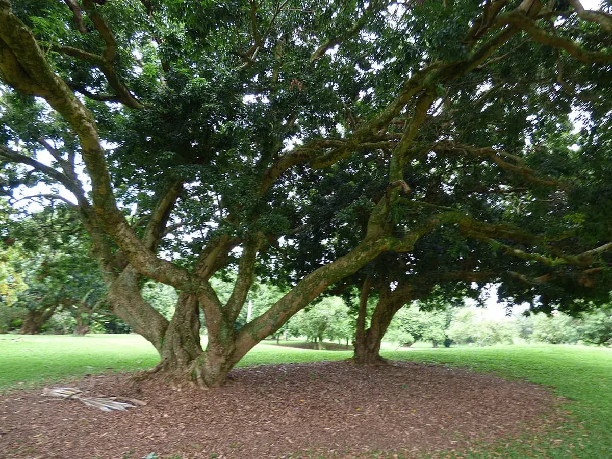 Lichi — foto real
