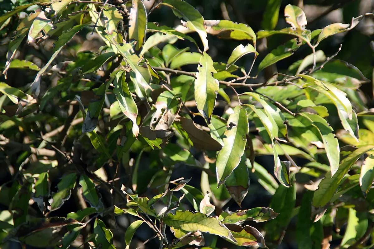 Lichi — foto real