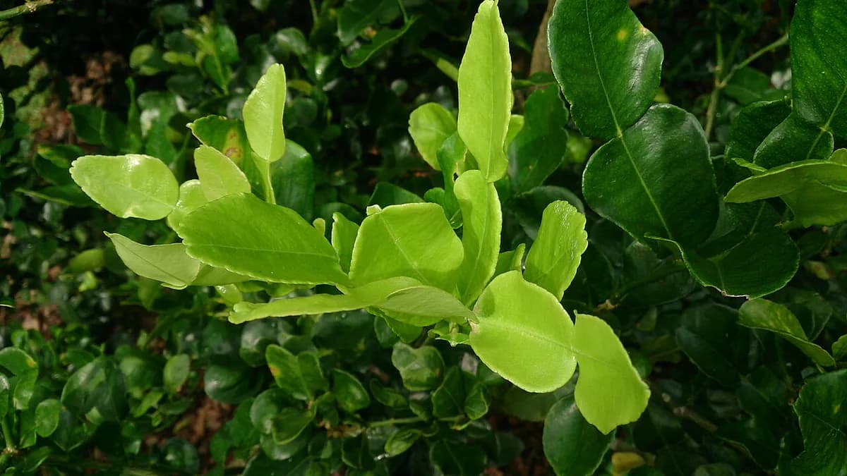 Lima Kaffir (makrut) — foto real