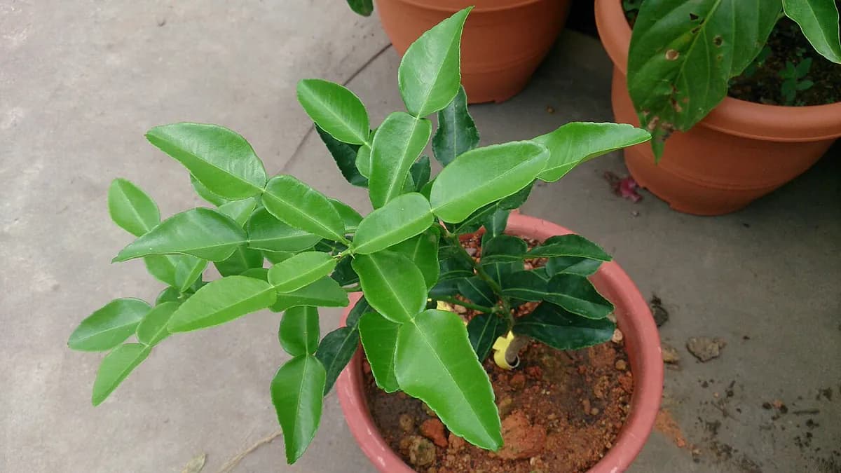 Lima Kaffir (makrut) — foto real