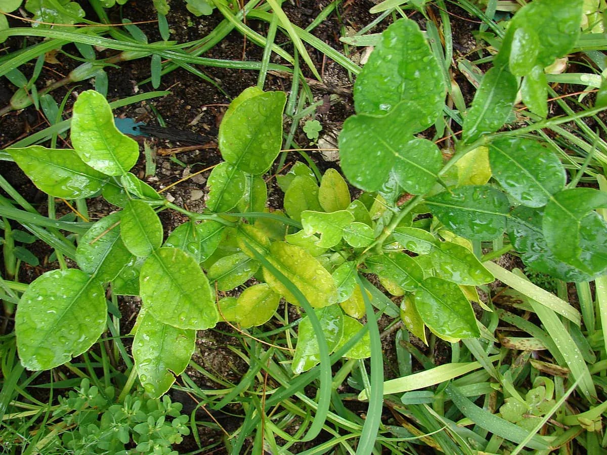 Lima Kaffir (makrut) — foto real