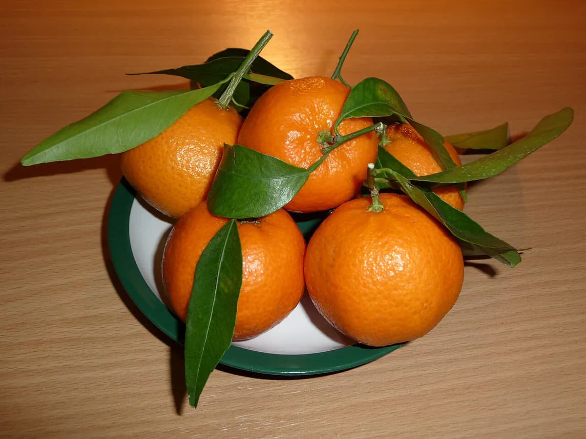 Limonero de las cuatro estaciones — foto real