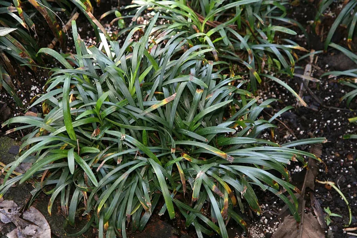 Liriope (hierba grama) — foto real