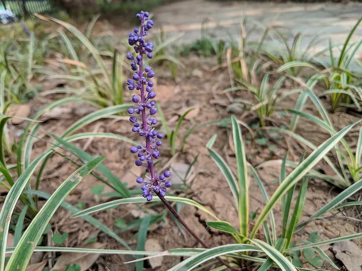 Liriope (hierba grama) — foto real