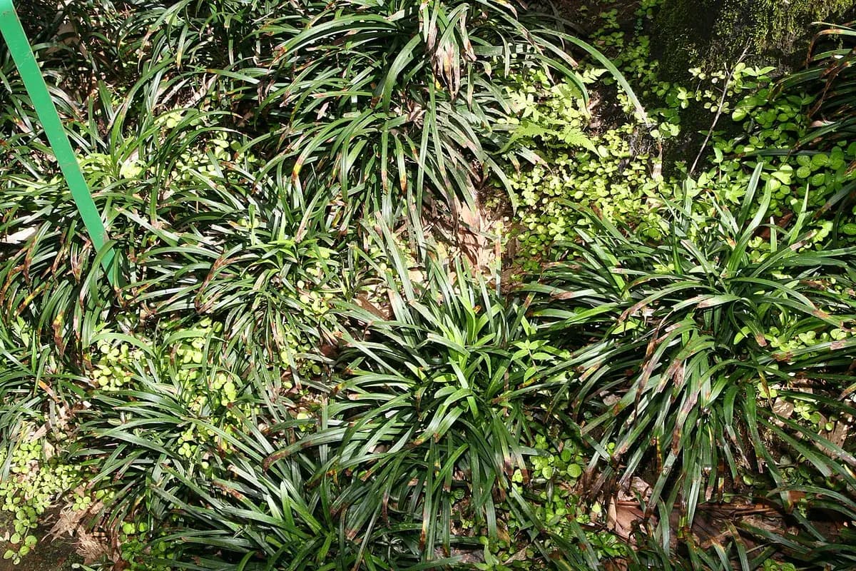 Liriope (hierba grama) — foto real