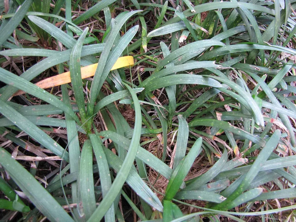 Liriope (hierba grama) — foto real