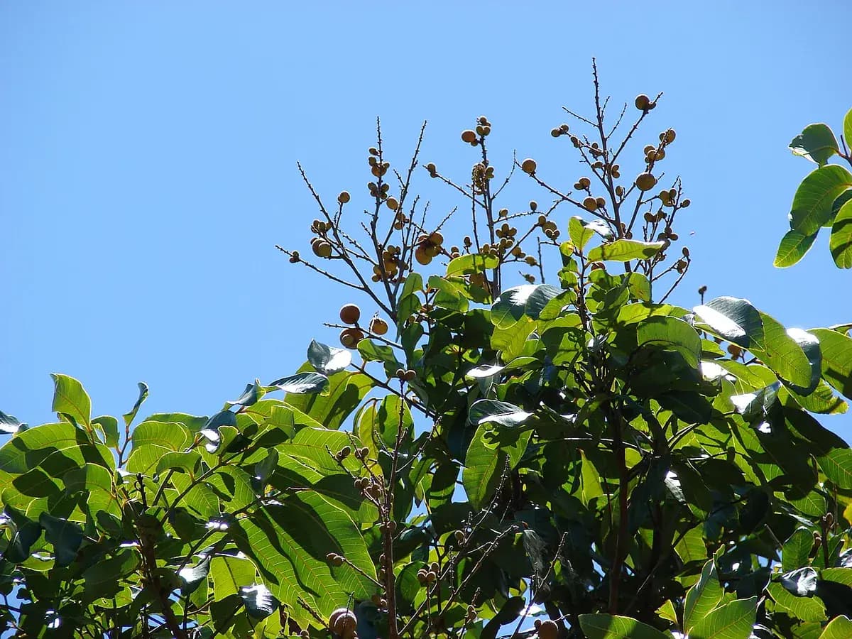 Longan — foto real