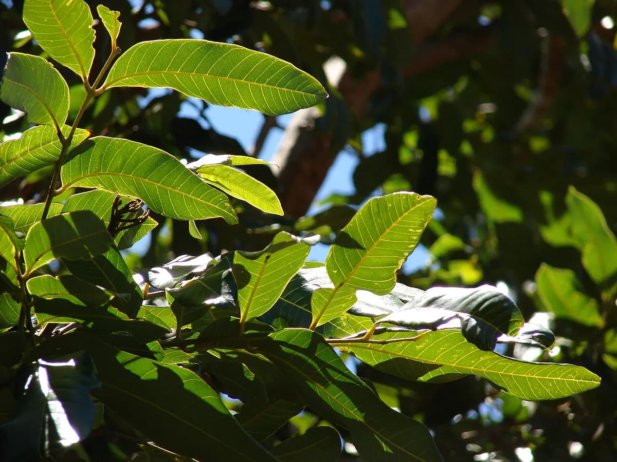 Longan — foto real