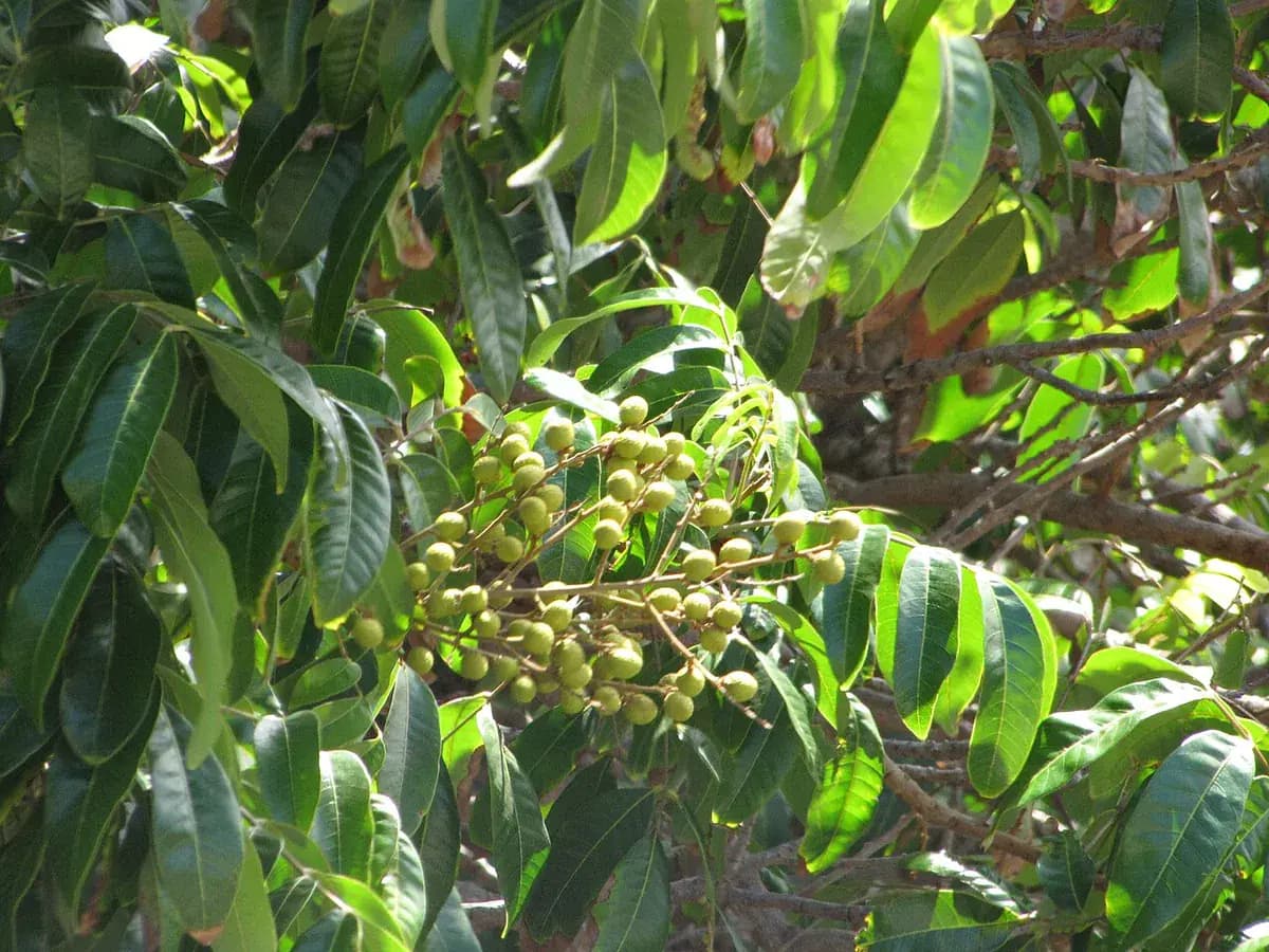 Longan — foto real