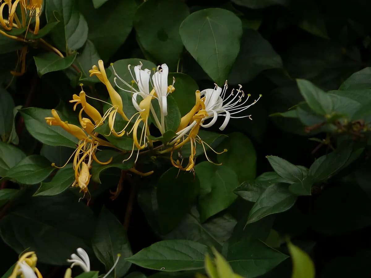 Madreselva japonesa — foto real