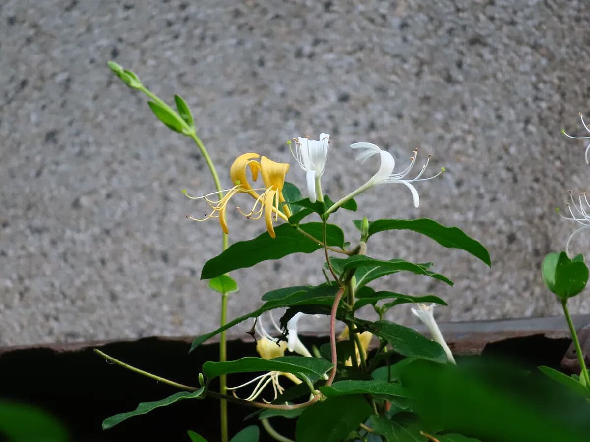 Madreselva japonesa — foto real