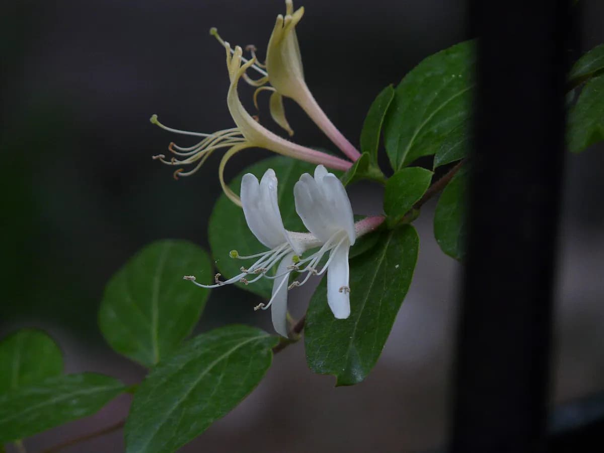 Madreselva japonesa — foto real