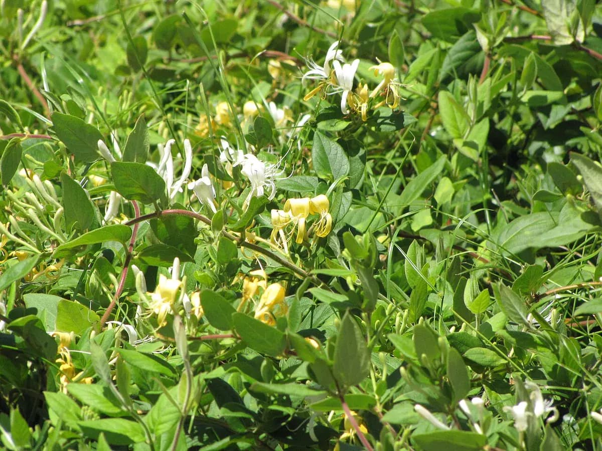 Madreselva japonesa — foto real