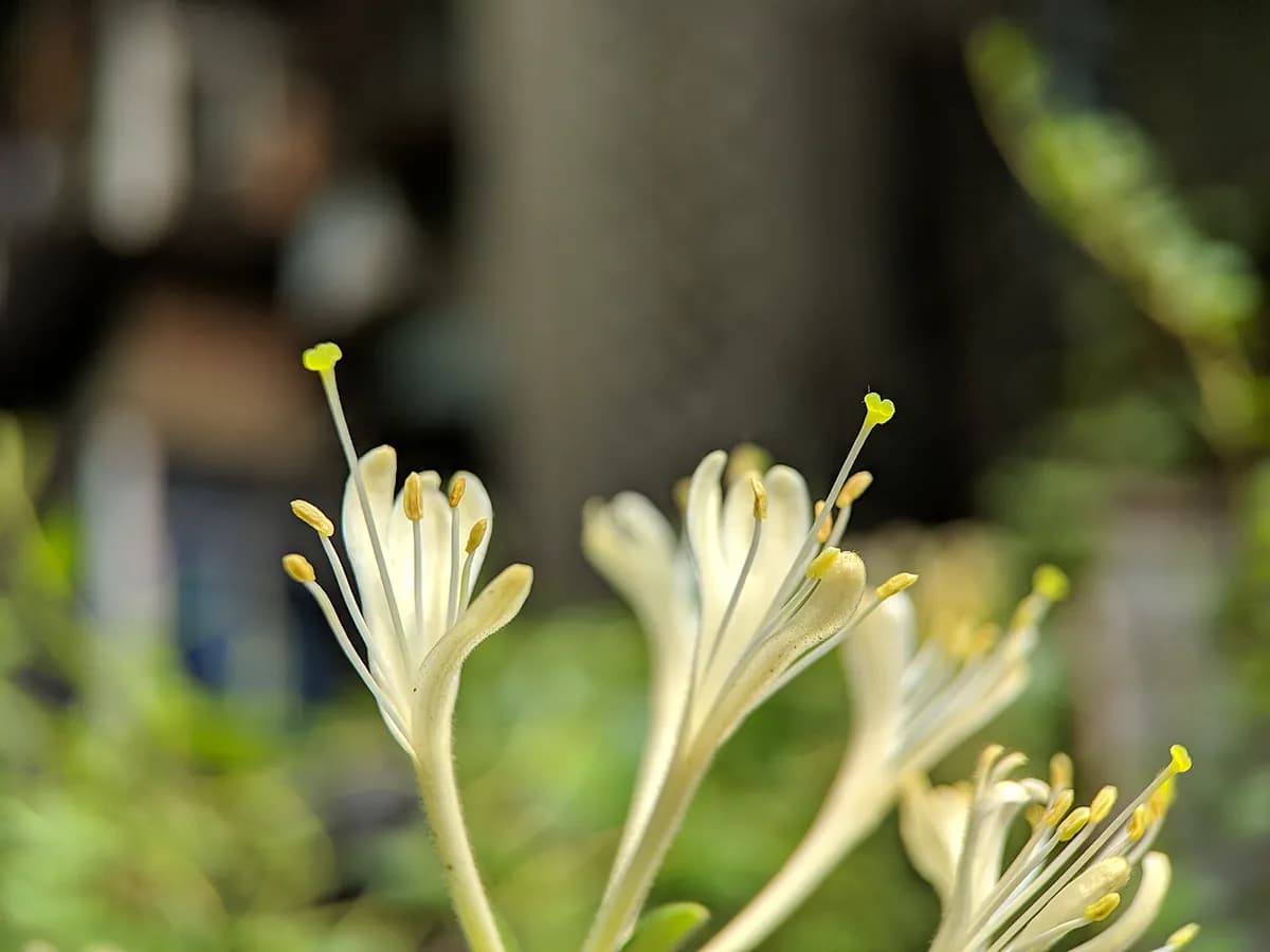 Madreselva japonesa — foto real