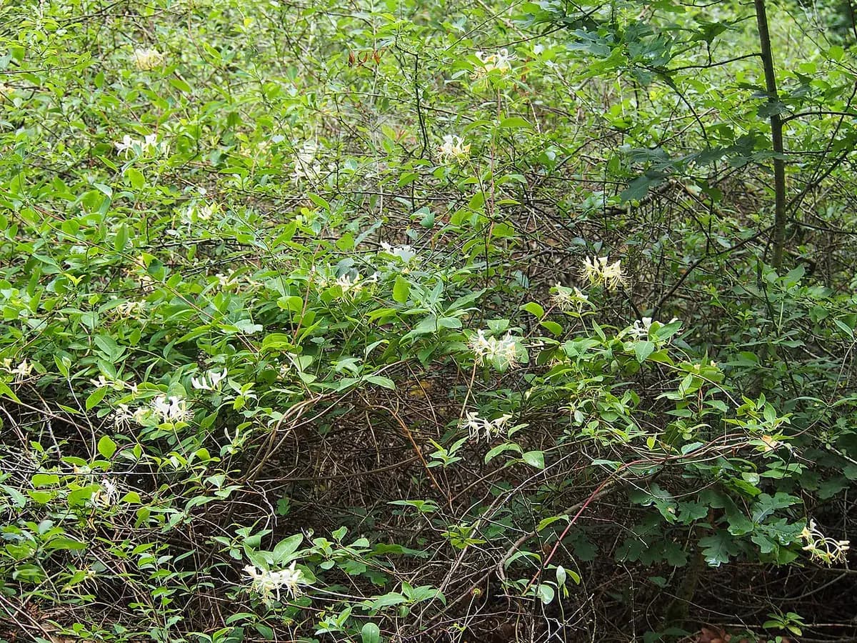 Madreselva silvestre — foto real