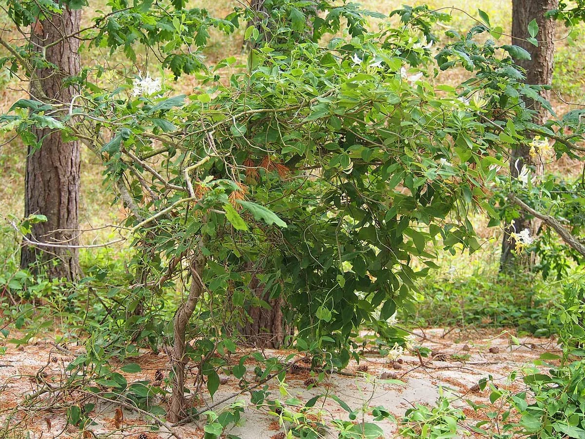 Madreselva silvestre — foto real
