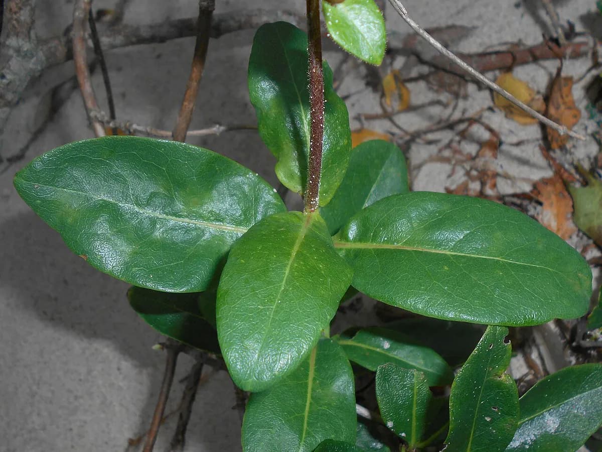 Madreselva silvestre — foto real