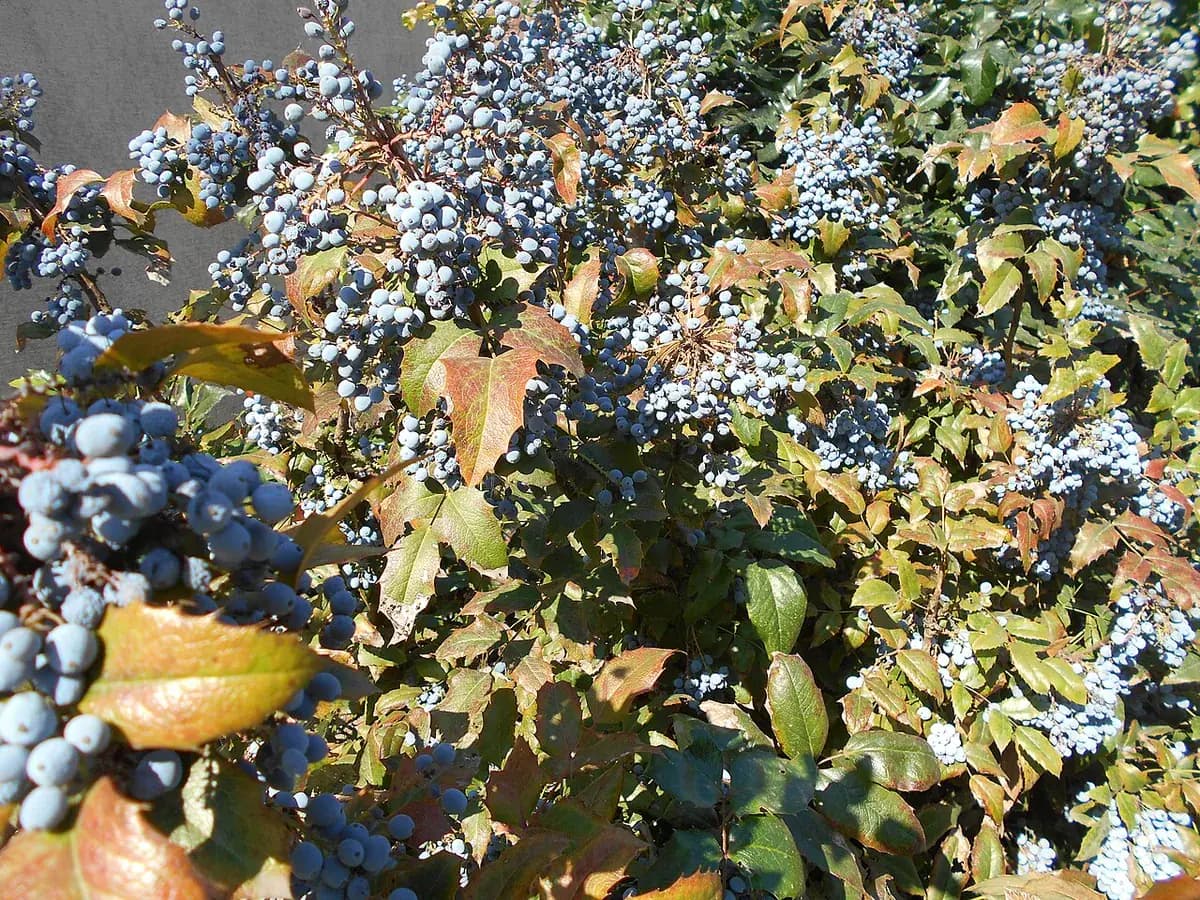 Mahonia — foto real