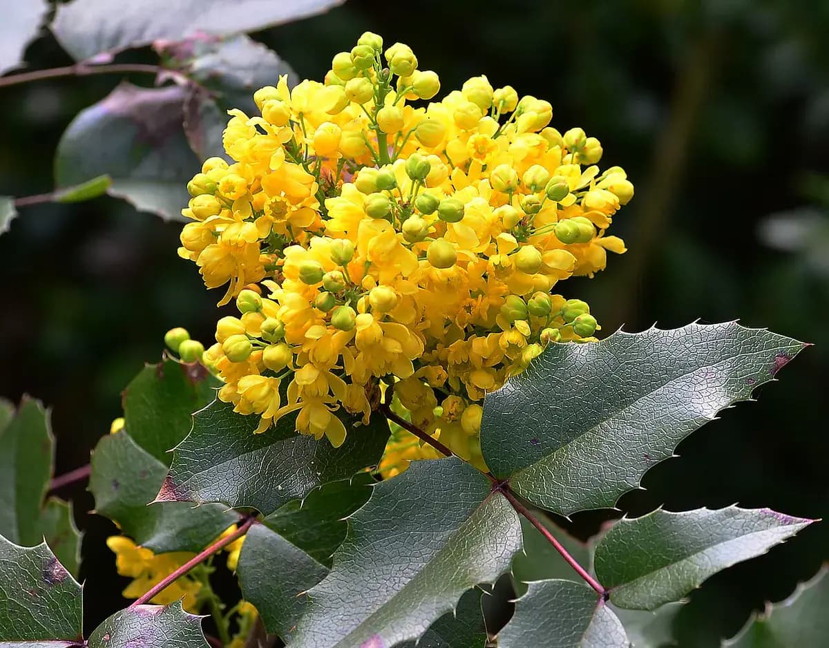 Mahonia — foto real