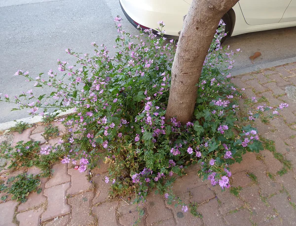 Malva común — foto real
