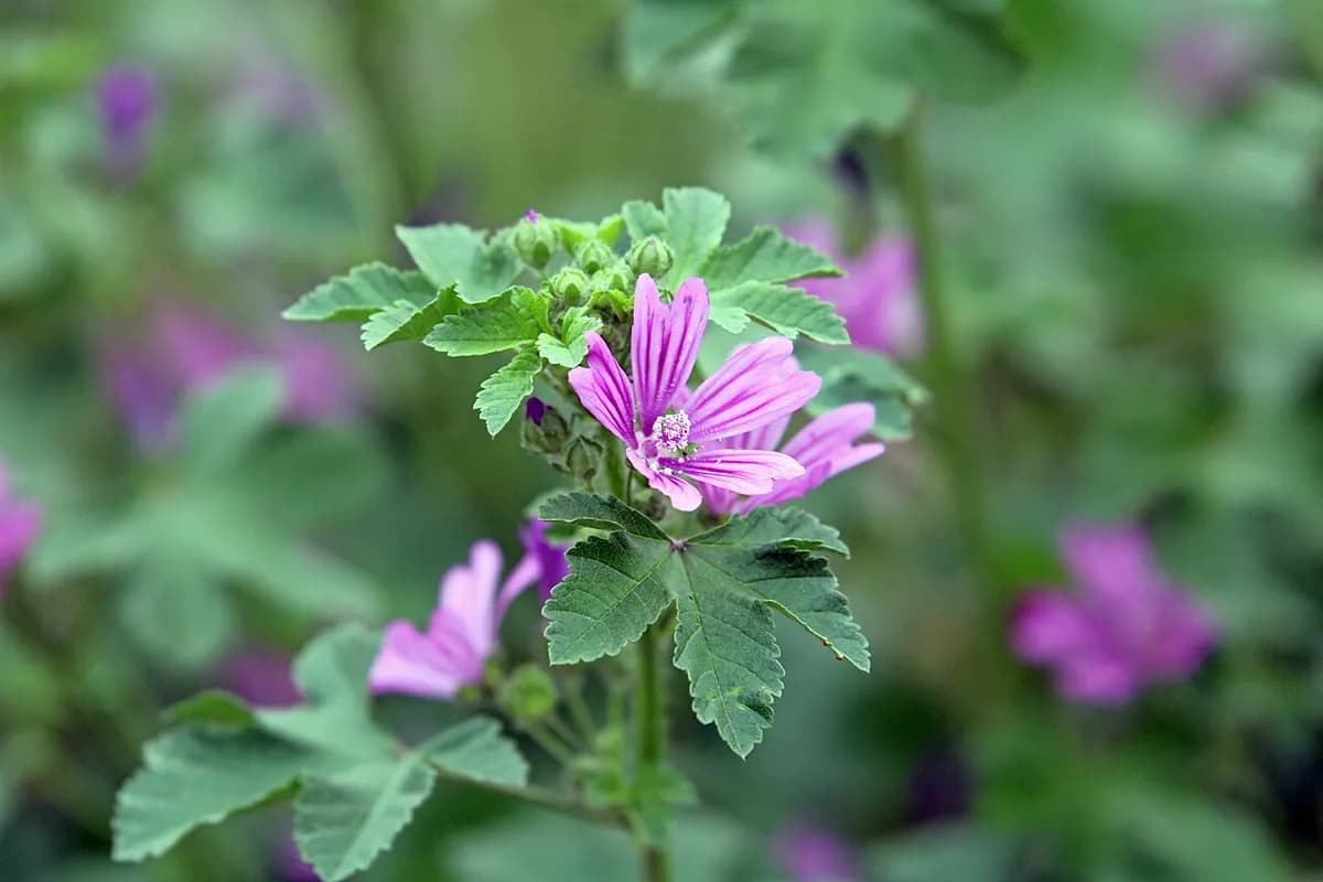 Malva común — foto real