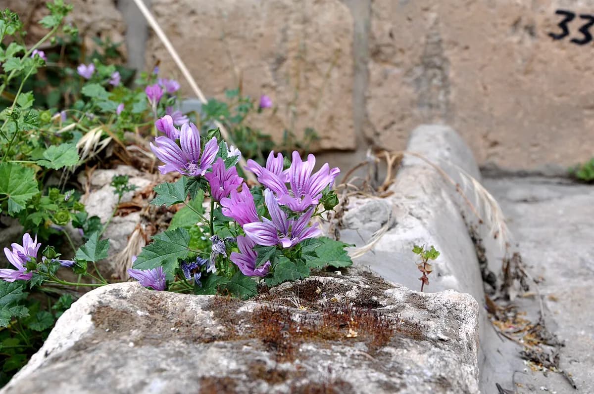 Malva común — foto real