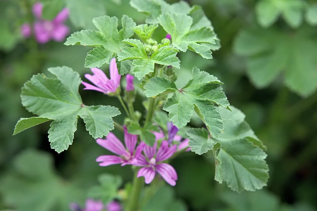 Malva común — foto real