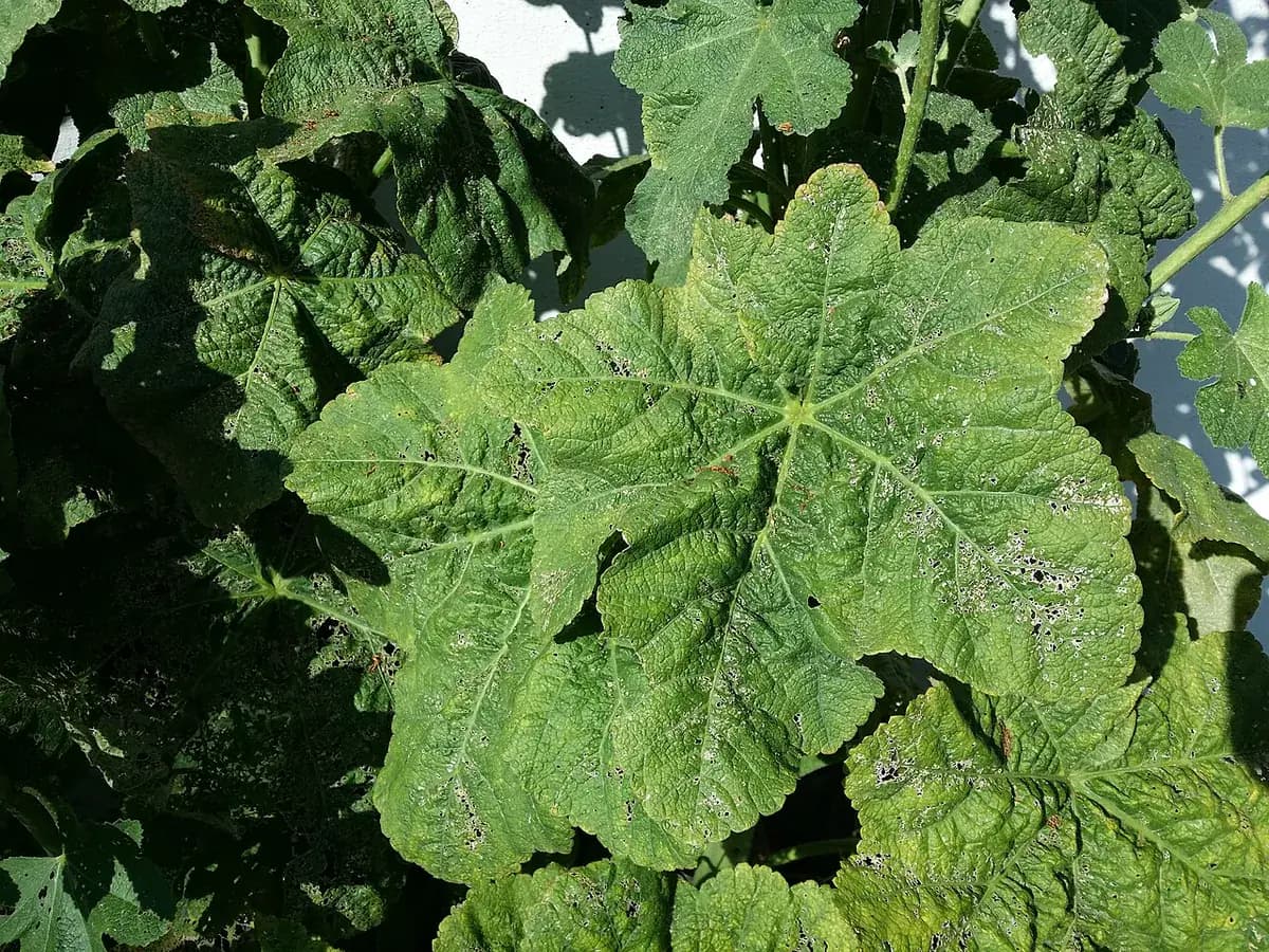Malva real (Malvavisco) — foto real