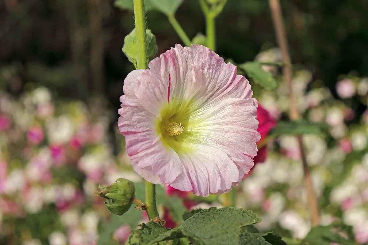 Malva real (Malvavisco) — foto real
