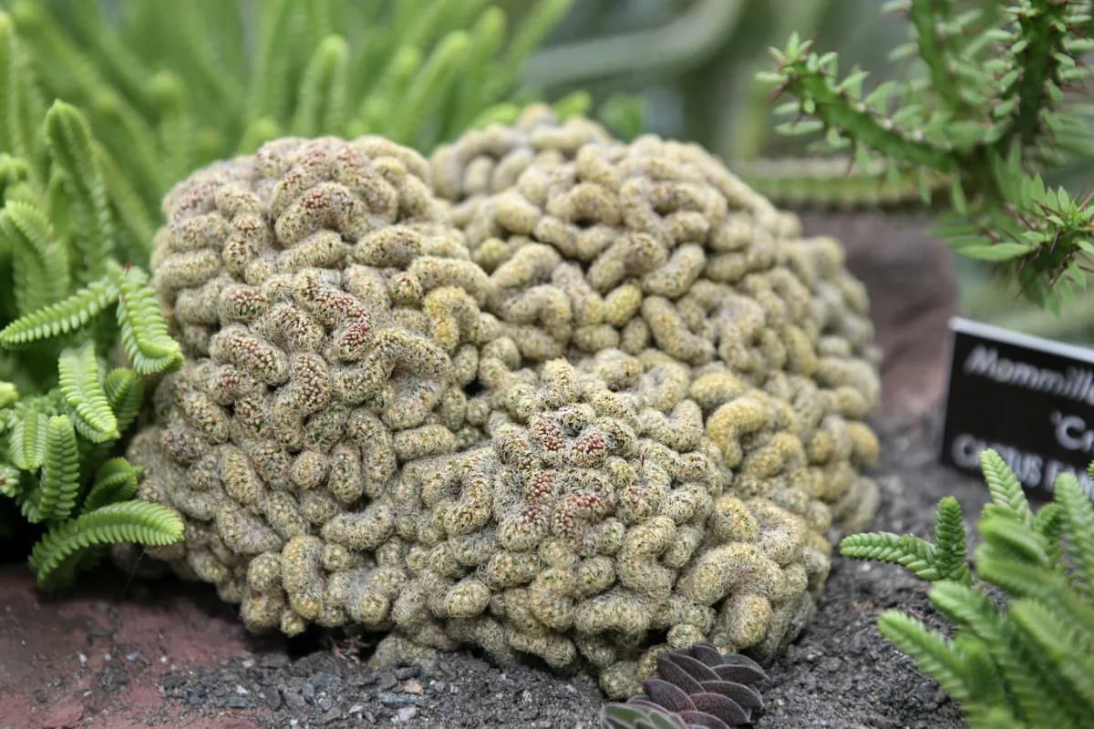 Cactus dedal (Mammillaria) — foto real
