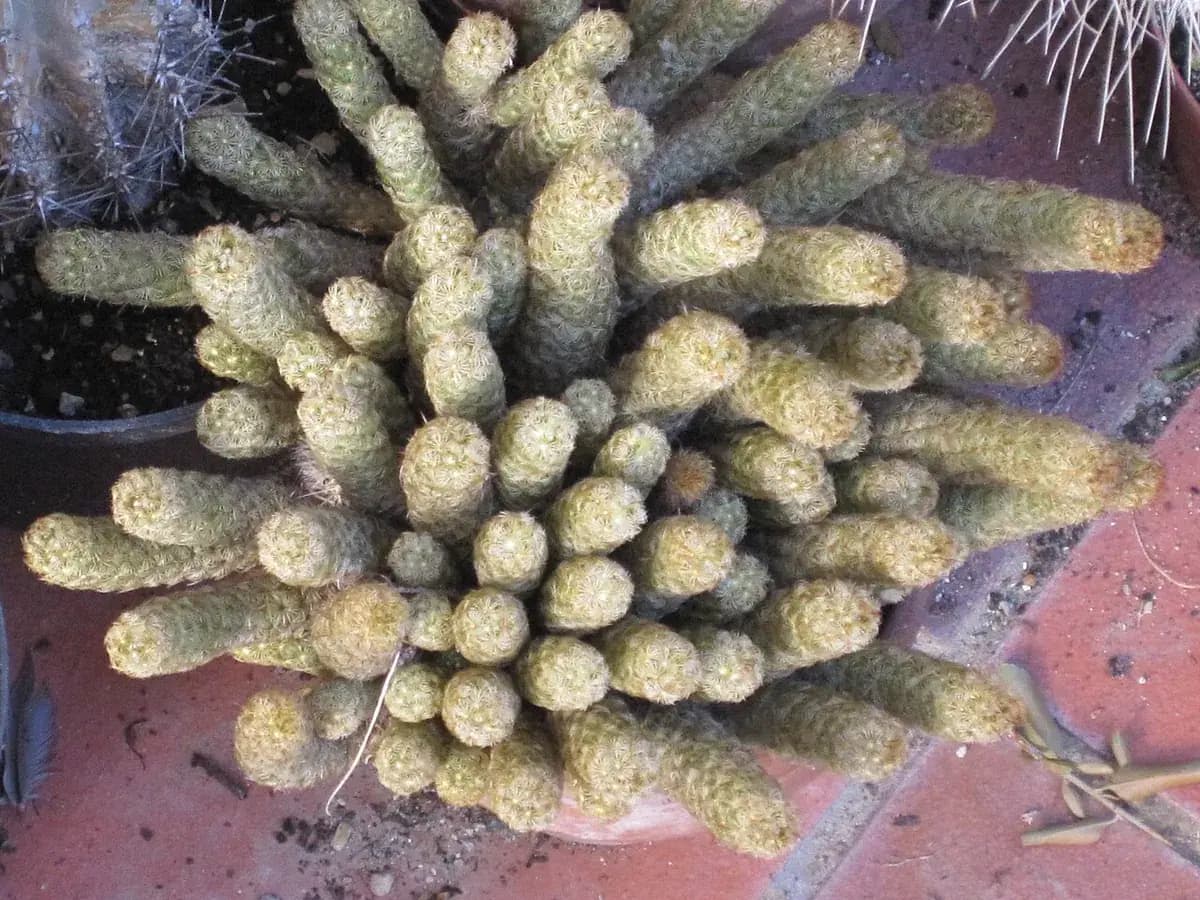Cactus dedal (Mammillaria) — foto real